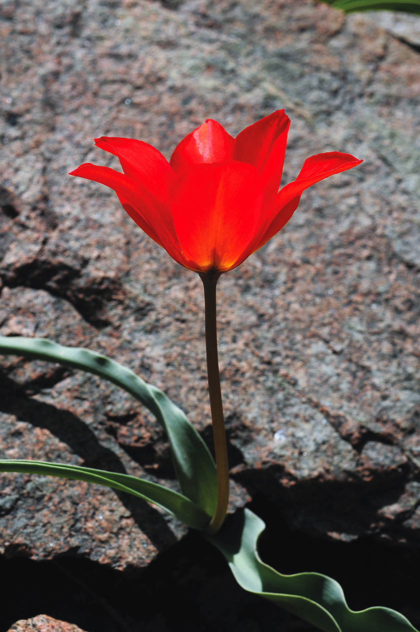 05 Островского Tulipa ostrowskiana фото Олега Белялова 5044