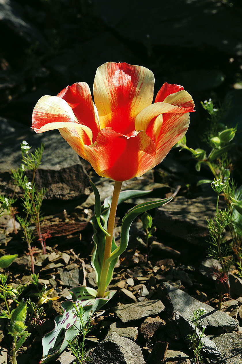 07 Тюльпан Грейга Tulipa greigii фото Олега Белялова 6737